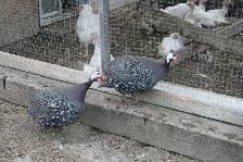Guinea chicks coming soon- Order now - Photo 2
