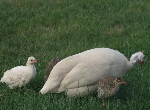 Guinea chicks coming soon- Order now - Photo 3
