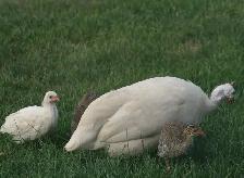 Guinea chicks coming soon- Order now - Photo 3