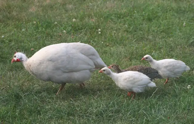 Guinea chicks coming soon- Order now - Photo 4