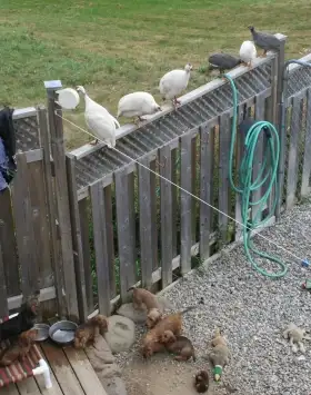 Guinea chicks coming soon- Order now - Photo 5