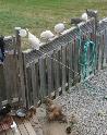 Guinea chicks coming soon- Order now - Photo 5