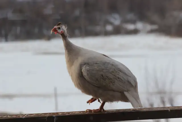 Guinea chicks coming soon- Order now - Photo 6