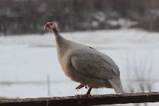Guinea chicks coming soon- Order now - Photo 6
