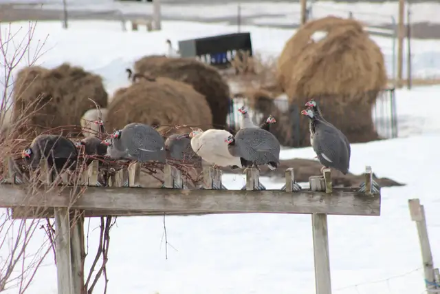 Guinea chicks coming soon- Order now - Photo 7