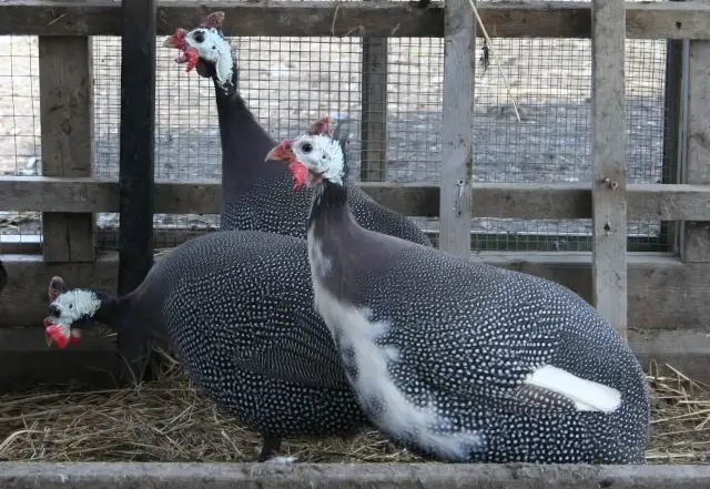 Guinea chicks coming soon- Order now - Photo 8