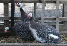 Guinea chicks coming soon- Order now - Photo 8