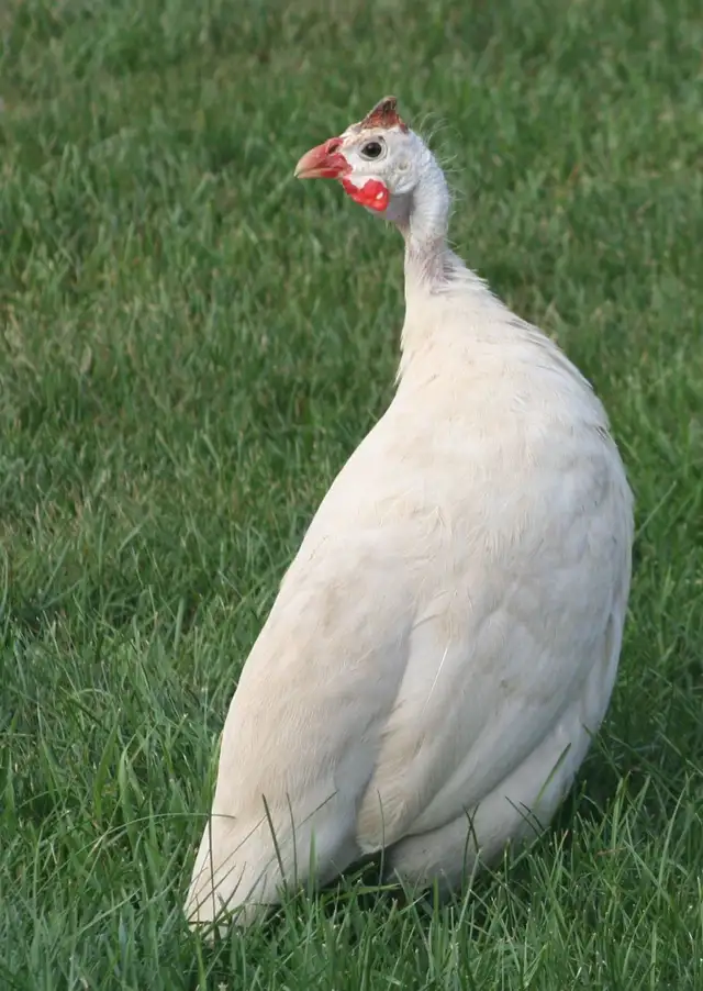 Guinea chicks coming soon- Order now - Photo 9