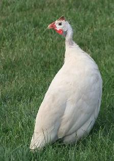Guinea chicks coming soon- Order now - Photo 9