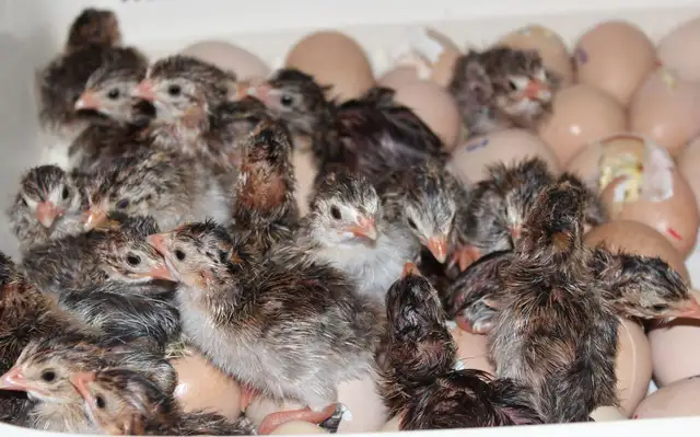 Guinea chicks coming soon- Order now - Photo 10