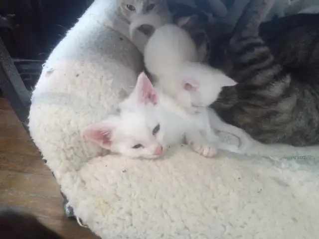 Loveable kitty's. Adorable kitty's. All looking for a home.