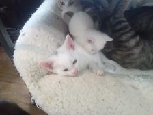 Loveable kitty's. Adorable kitty's. All looking for a home.