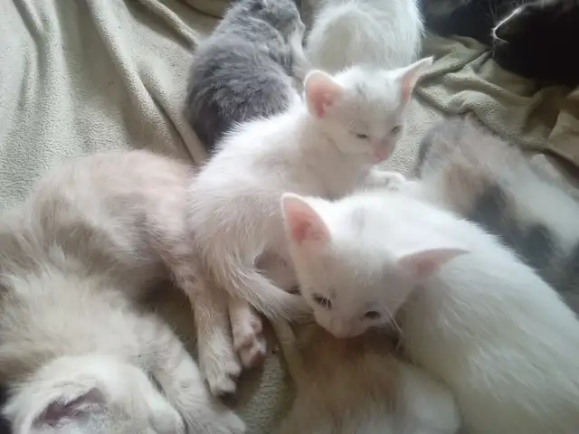 Loveable kitty's. Adorable kitty's. All looking for a home. - Photo 2