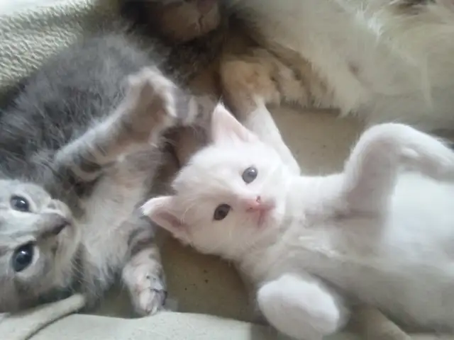 Loveable kitty's. Adorable kitty's. All looking for a home. - Photo 3