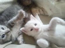 Loveable kitty's. Adorable kitty's. All looking for a home. - Photo 3