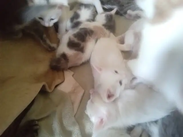 Loveable kitty's. Adorable kitty's. All looking for a home. - Photo 4