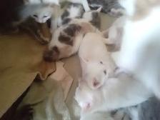 Loveable kitty's. Adorable kitty's. All looking for a home. - Photo 4