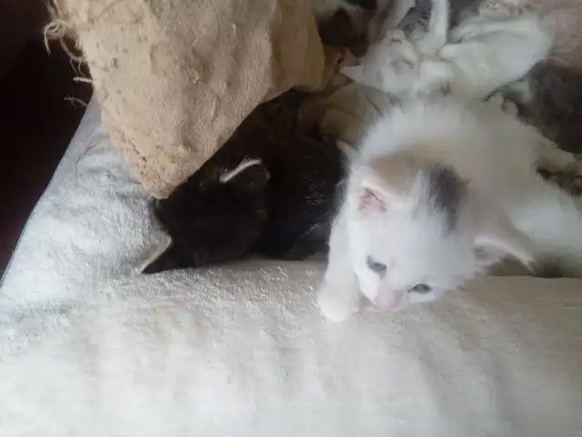 Loveable kitty's. Adorable kitty's. All looking for a home. - Photo 5