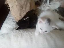Loveable kitty's. Adorable kitty's. All looking for a home. - Photo 5