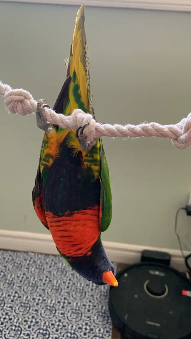 Bird sitter / Pet sitter / Bird boarding / Pet boarding - Photo 2