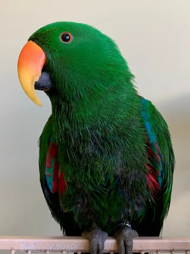 Bird sitter / Pet sitter / Bird boarding / Pet boarding - Photo 3