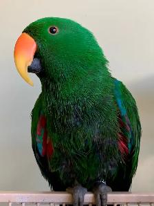 Bird sitter / Pet sitter / Bird boarding / Pet boarding - Photo 3