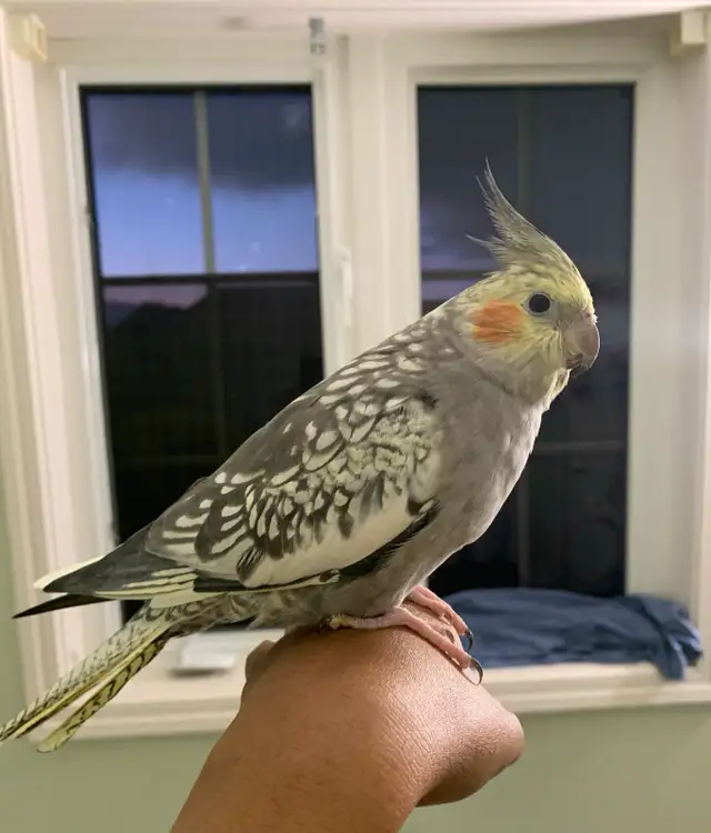 Bird sitter / Pet sitter / Bird boarding / Pet boarding - Photo 4