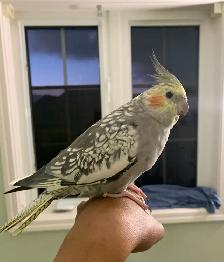 Bird sitter / Pet sitter / Bird boarding / Pet boarding - Photo 4