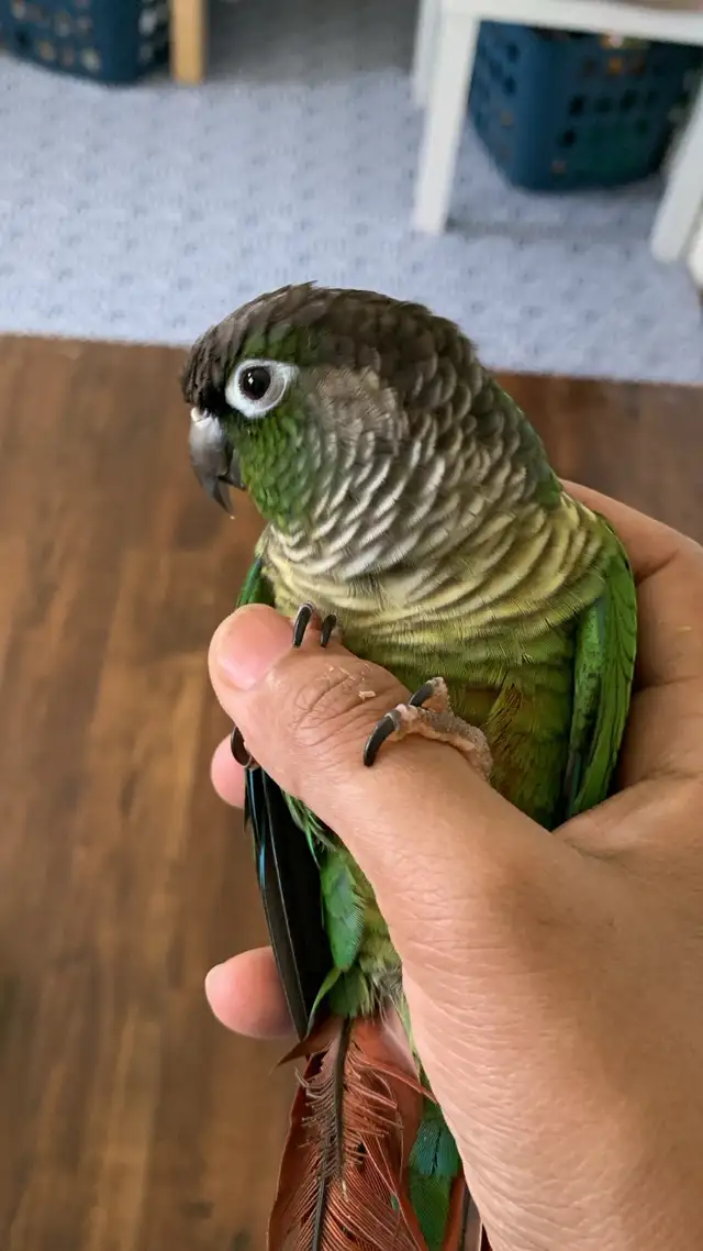 Bird sitter / Pet sitter / Bird boarding / Pet boarding - Photo 5