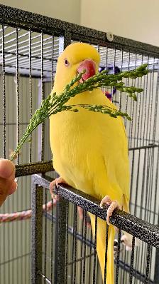Bird sitter / Pet sitter / Bird boarding / Pet boarding - Photo 6