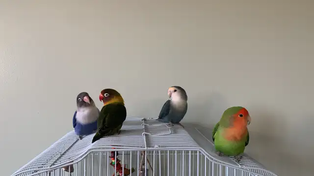 Bird sitter / Pet sitter / Bird boarding / Pet boarding - Photo 7