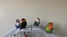 Bird sitter / Pet sitter / Bird boarding / Pet boarding - Photo 7