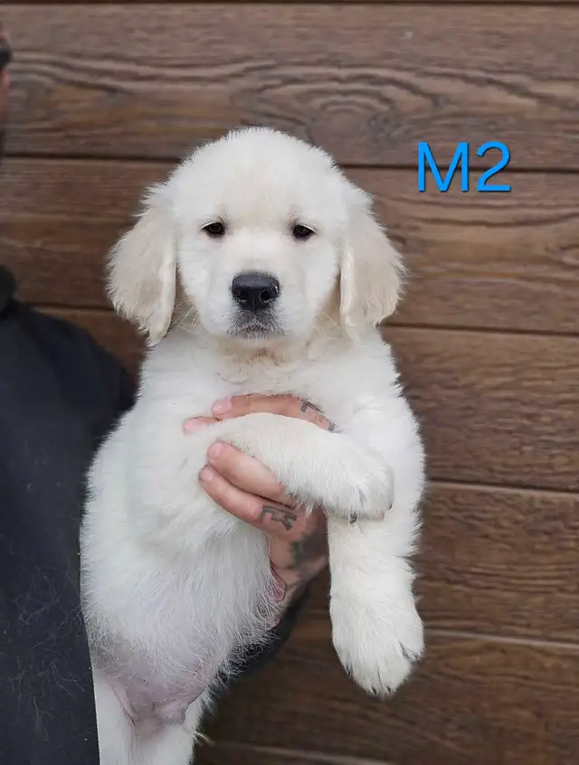 8 beau petit chiots Golden Retriever  a vendre