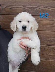 8 beau petit chiots Golden Retriever  a vendre