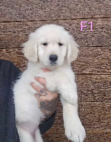 8 beau petit chiots Golden Retriever  a vendre - Photo 2