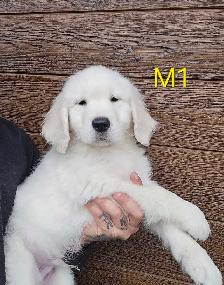 8 beau petit chiots Golden Retriever  a vendre - Photo 3