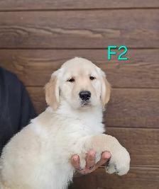 8 beau petit chiots Golden Retriever  a vendre - Photo 4