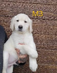 8 beau petit chiots Golden Retriever  a vendre - Photo 5