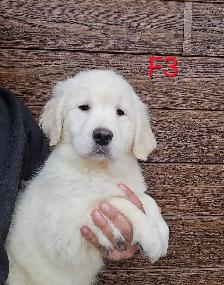 8 beau petit chiots Golden Retriever  a vendre - Photo 6