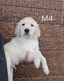 8 beau petit chiots Golden Retriever  a vendre - Photo 7