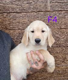 8 beau petit chiots Golden Retriever  a vendre - Photo 8