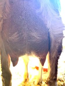 Dairy Doe Goat, in milk-