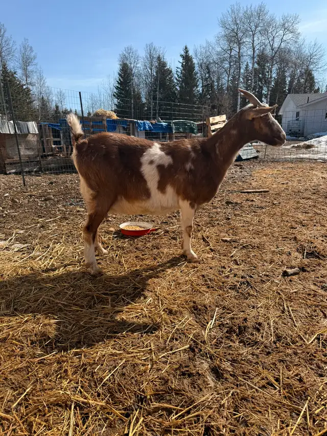 Dairy Doe Goat, in milk- - Photo 2
