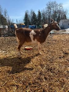 Dairy Doe Goat, in milk- - Photo 2