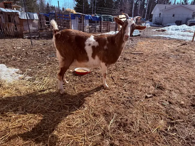 Dairy Doe Goat, in milk- - Photo 3