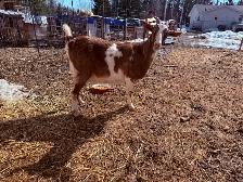 Dairy Doe Goat, in milk- - Photo 3