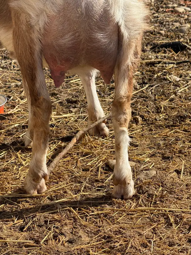 Dairy Doe Goat, in milk- - Photo 4