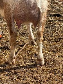 Dairy Doe Goat, in milk- - Photo 4