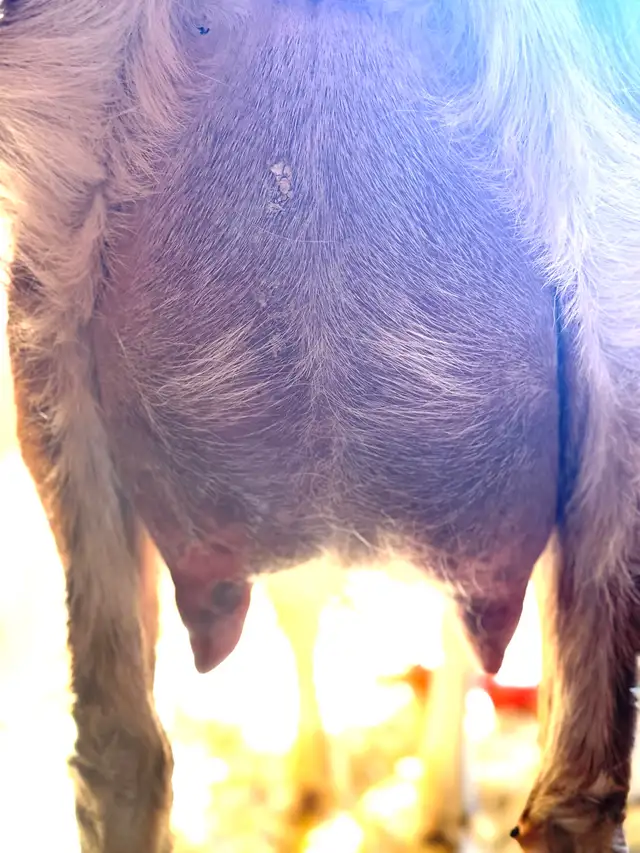 Dairy Doe Goat, in milk- - Photo 5