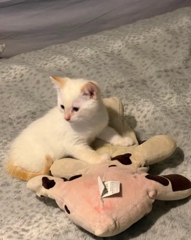 SIAMESE KITTENS!! - Photo 4